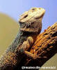 Healesville Sanctuary - Reptile